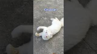 Circus cat