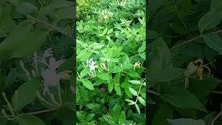 Honeysuckle Historical HERBAL Uses #herbalife #homesteading #prepping