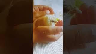 Meet cheepcheep 3 years ago. WATCH TILL THE END!ITS WORTH IT!!!!!!!#chick#animals#art#drawing#shorts