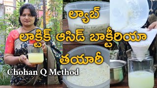 చౌహాన్ క్యూ పద్దతిలో లాక్టిక్ ఆసిడ్ బాక్టీరియా(LAB)ని తయారు చేసి మొక్కలకు ఈ ల్యాబ్ ని ఎలా వాడాలి ?