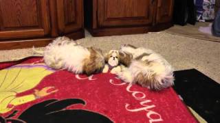 Shiz Tzu pups 3