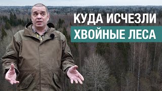 Смена пород: почему на месте срубленного ельника растет осинник, и чем это плохо