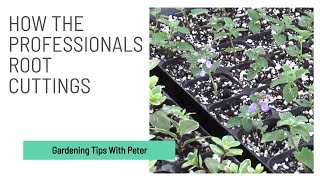 How the Professionals Root Cuttings (RHS Hyde Hall) | Garden Ideas | Peter Seabrook