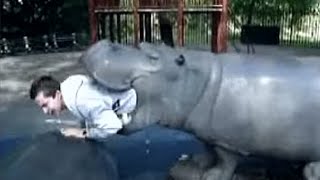 This Tour Guide Was Swallowed By A Hippo While On Safari