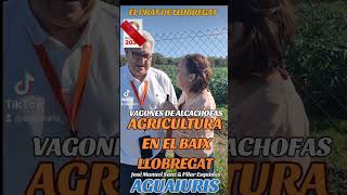 🚜💦 AGRICULTURA EN EL BAIX LLOBREGAT EN DECLIVE. "SALIAN VAGONES DE ALCACHOFAS"💦🚜