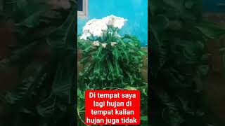 bunga di taman bermekaran saat hujan turun #shortvideo #subscribe