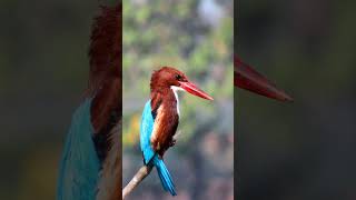 Kingfisher, beautiful & Colourful