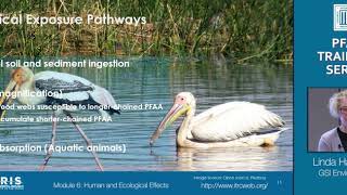 ITRC PFAS Human and Ecological Effects