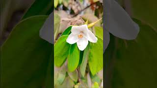 সাদা কাঞ্চন ফুলের ভিডিওগ্রাফি #flower #lovelyflowers #nature