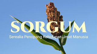 Sorgum, Serealia Penopang Kehidupan Umat Manusia