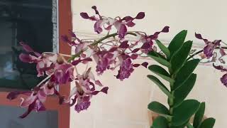 BUNGA ANGGREK DENDROBIUM KERITING