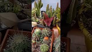 Abriuuuu!!! já vi várias flores dessa stapelia!!! mais sempre fico feliz em ver flores!! 🥰🥰🥰 #viral