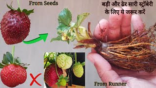 How To Grow Strawberry From Seeds & Runners (With Updates) #स्ट्रॉबेरी उगाने के 3 आसान तरीके