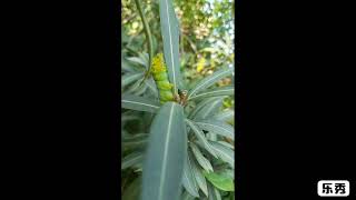 Green catterpillar/kanish nandhu channel.