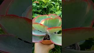 kalanchoe thyrsiflora variegata #gardening #succulent #parati #shorts