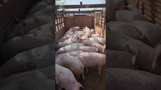 All India delivery Available of Best Quality Breeding Pigs. #swastikpigfarm #pigging #meat