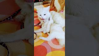 Cutest funny cat video 🥰😍 #cat #cute #kitten #explore #shorts