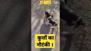 कुत्तों का नौटंकी।  Crazy Dogs