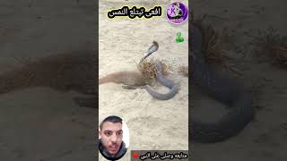 اقوى افعى في العالم 🐍🐍 #دويتو #جندى #اكسبلور #جني #ضحك #قصص #greenscreen #حيوانات #funny #duet