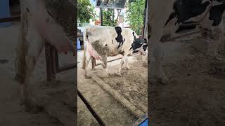 #animals #trending #viral #cow #breeding #shortvideo #ytshorts #phddairywala #motivation