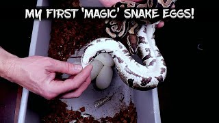 My First 'Magic Eggs' From a Ball Python!