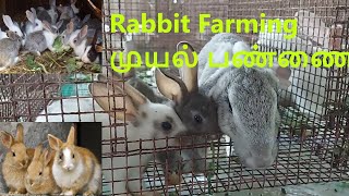 Rabbit Farming In Tamilnadu *** முயல் பண்ணை ***