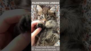 Filhotinhos de Gato, a Coisa Mais Linda [Aprenda a Cuidar Bem Deles] #shorts