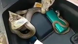 Snakes inside scooter