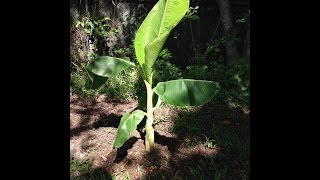 Fruit foraging