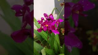 Flowers in our garden😍|Orchid Flowers|Anthurium|Rose|Adenium|Fidhusworld|