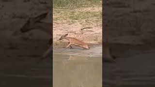 Baby crocodile attack on baby Impala #shorts #crocodilevsimpala