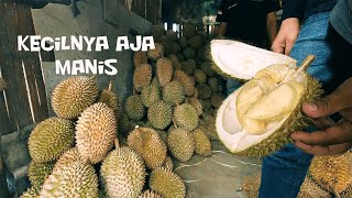 Kampung Durian Cengal Asli Bogor Durian Lokal Rasa Import