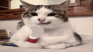 FUNNY CAT MEMES COMPILATION #10