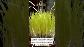 🌻🍃हरियाली और खुशहाली😊 के प्रतीक हरेला पर्व की आपको सपरिवार हार्दिक बधाई🌱🌿💐🙏*#shorts #हरेला #short