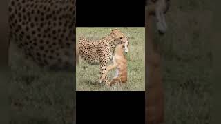 The leopard bit the little deer's breathing tube