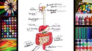 Digestive System Diagram ll How to Draw Digestive system ll पाचन तंत्र का चित्र ll Science Diagram