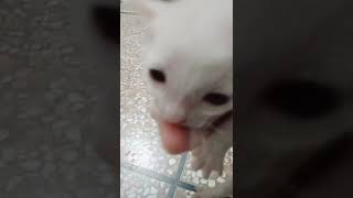 New born kitten/cute kitten😺/kitty/Persian kittens/beautiful kittens#shorts#tiktok#cat#kitten