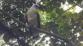 White Hawk | Pseudastur albicollis