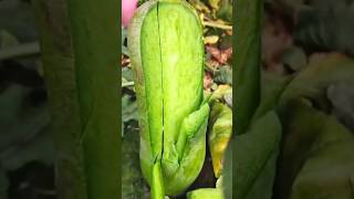 Unexpected Fruit Cutting video 🍓🔥🙏,#shorts ,#short ,#farming ,#viral ,#green ,#terrace ,#shortvideo,