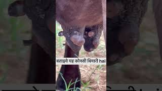 बताइये यह कोनसी disease हैं।#shortvideo #cow #trending