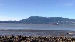 Roxie Chasing Seagulls in English Bay