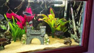 In-built Cichlid Fish Tank