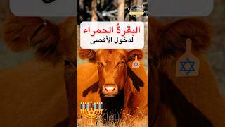 هل اقترب دخول الأقصى بعد العثور على البقرة الحمراء؟ #shorts #البقرة_الحمراء #تاريخ @albassita