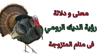 تفسير رؤية الديك الرومي 🐓فى منام المتزوجة الديك الرومي فى المنام