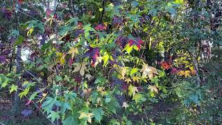 Why Do Leaves Change Color in the Fall?