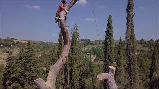 Tobias Pelli abbattimento controllato treeclimbing 2017