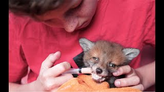 Ein Fuchs auf dem Weg in die Freiheit