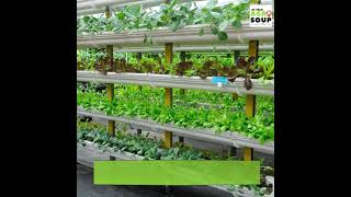 What is Vertical Farming ?