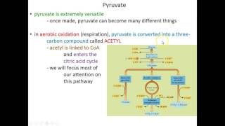 Lecture 11A - Intro to Glycolysis