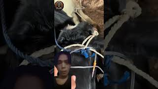 sapi ini di infus oleh dokter karna demamnya terlalu tinggi #sapi #viralreels